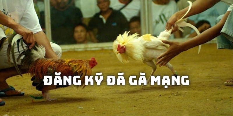 Cách tham gia cá độ đá gà mạng Kuwin