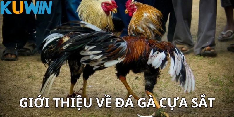 Đôi nét về đá gà cựa sắt Kuwin
